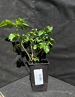 Роза чайно-гибридная Пульман Ориент Экспресс 